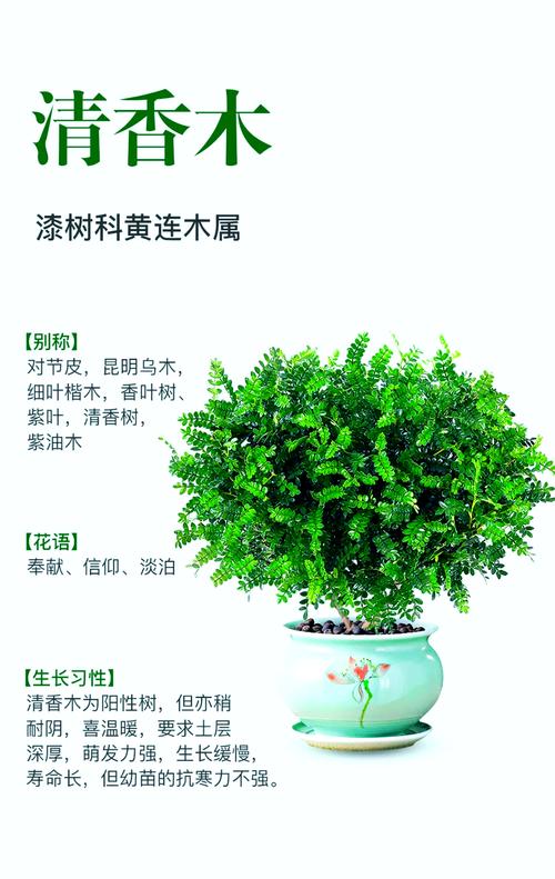 清香木的养殖方法和注意事项（胡椒木的养殖方法和注意事项）-第4张图片-花花知道网