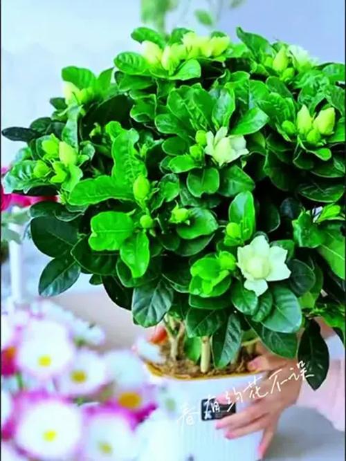 栀子花怎样开花多（栀子花开怎么养,花开的多）-第2张图片-花花知道网